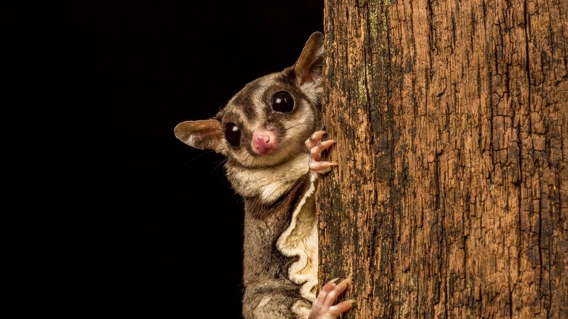 This is a studio shot of a captive Sugar Glider clinging to a tree trunk. The background is black and there is room for copy if desired. – Bild: Barbara Neal