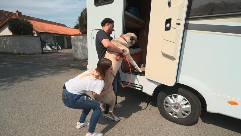 XXL-Kangal Shirin bei Baki und Nicole – Bild: RTL