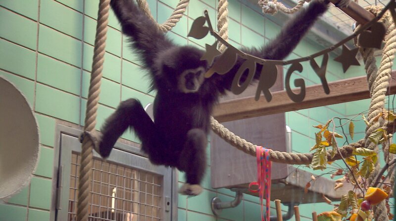 Happy Birthday! Gibbon Porgy wird 40. Er ist der älteste Gibbon in einem europäischen Zoo. Affenpflegerin Thali organisiert eine Party mit Luftschlangen und Selbstgebackenem. – Bild: SWR/​Christian Neumann