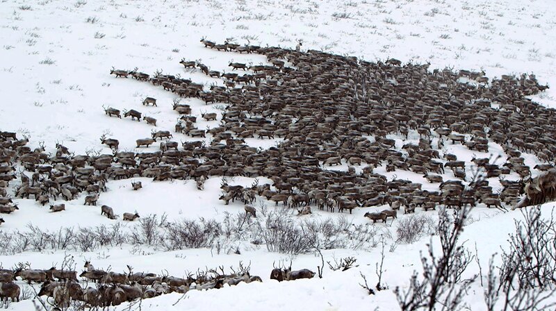 Nördlich von Dawson City beginnt das Revier der großen Karibu-Herden. – Bild: NDR/​SR/​Karl Teuschl