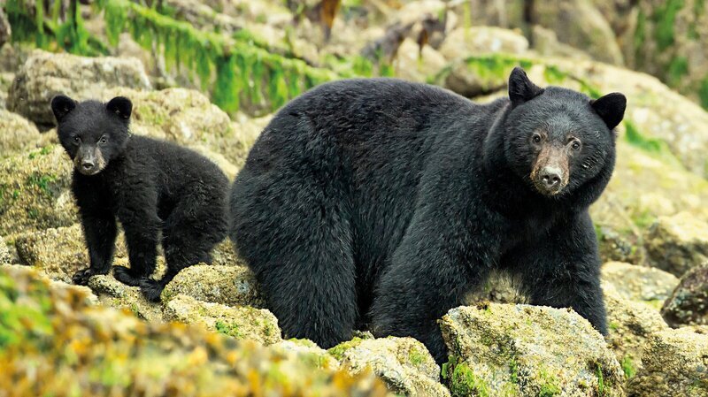 Ein Schwarzbärenjunges und seine Mutter an der Küste von British Columbia, Kanada. – Bild: ZDF