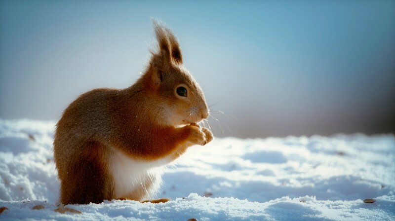 Die ewige Reise unserer Erde um die Sonne bestimmt alles Leben auf unserem Planeten. Auf keinem anderen gibt es Jahreszeiten. Sie sind eine Folge der leichten Neigung der Erdachse. – Bild: WDR/​Plimsoll Productions