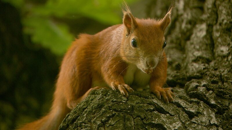 Eichhörnchen mit Nuss. – Bild: BR/​Uwe Müller