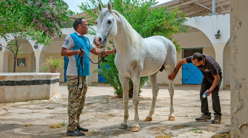 Araberpferde sind sehr sensible Tiere und der Umgang mit ihnen erfordert Feingefühl. Die Princess Alia Foundation kümmert sich um den Fortbestand der edlen Tiere. – Bild: NDR/​Torben Müller
