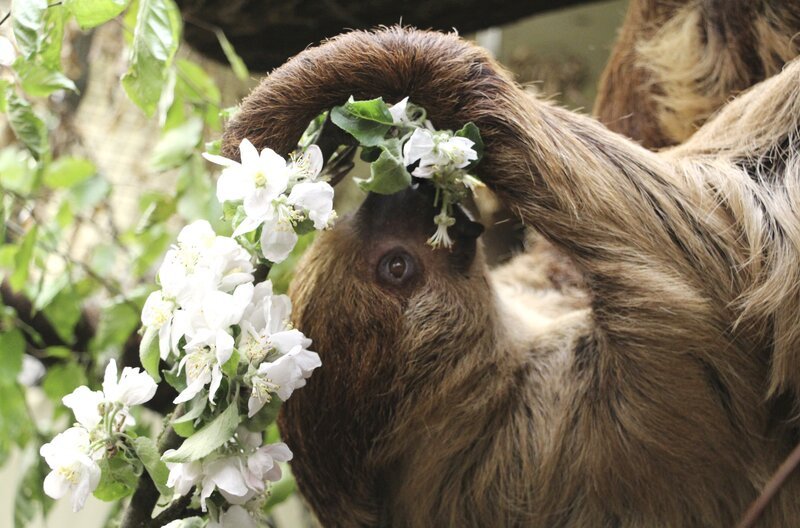 Faultier in der Wilhelma. – Bild: BR/​SWR/​Christian Neumann