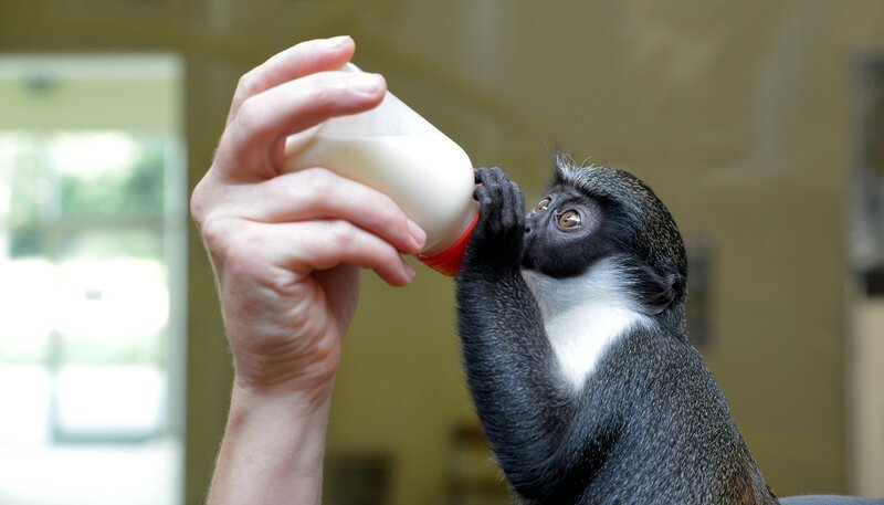 Tierpark Berlin: Dianameerkatze Rhea soll heute ihre letzte Flasche bekommen. – Bild: rbb/​Thomas Ernst