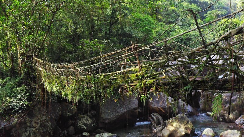 In Meghalaya im Nordosten Indiens nutzen Einheimische die Wurzeln von Feigenbäumen, um lebende Brücken wachsen zu lassen. – Bild: Leonardo Mercon /​ ZDF und Leonardo Mercon