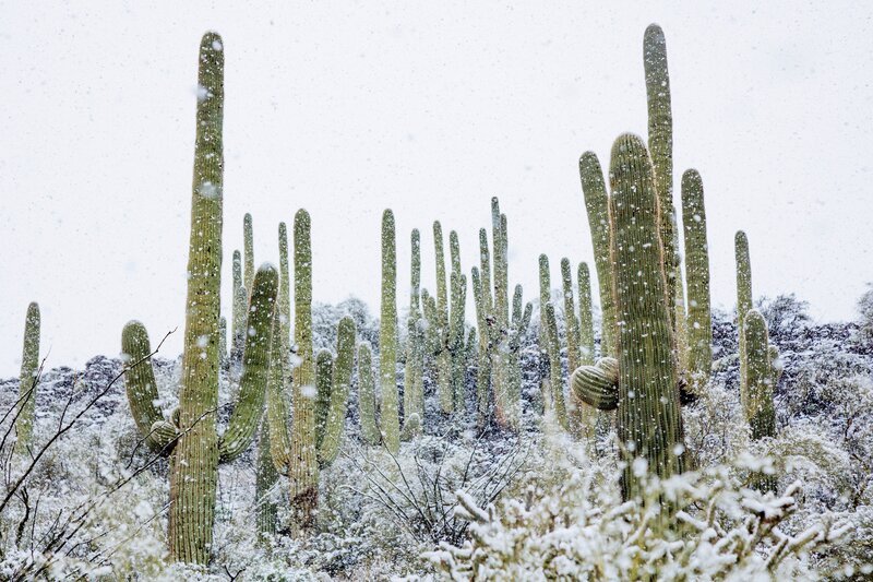 Gelegentlich müssen Saguaro-Kakteen sogar Schneefällen trotzen, wie hier in der Sonora-Wüste. – Bild: Paul Williams /​ ZDF