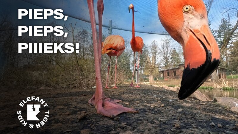 Flamingos beim Tierarzt und das Team von „Elefant, Tiger & Kids“ hilft mit. – Bild: MDR/​Cine Impuls Leipzig GmbH