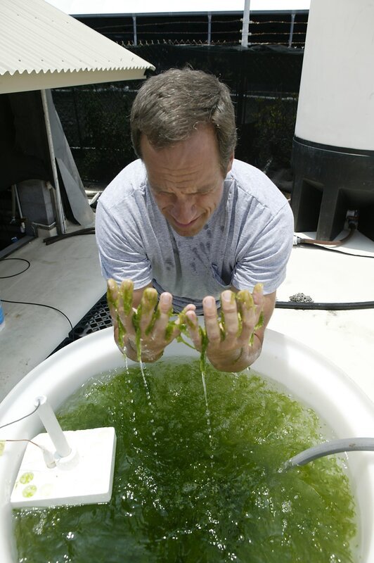 June 29. Kona, HI: Mike Rowe, host of the Discovery Channel’s Dirty Jobs at Mera Pharmaceuticals, a micro algae farming company in Kona, HI, June 29, 2005. (Discovery Channel) – Bild: Discovery Networks