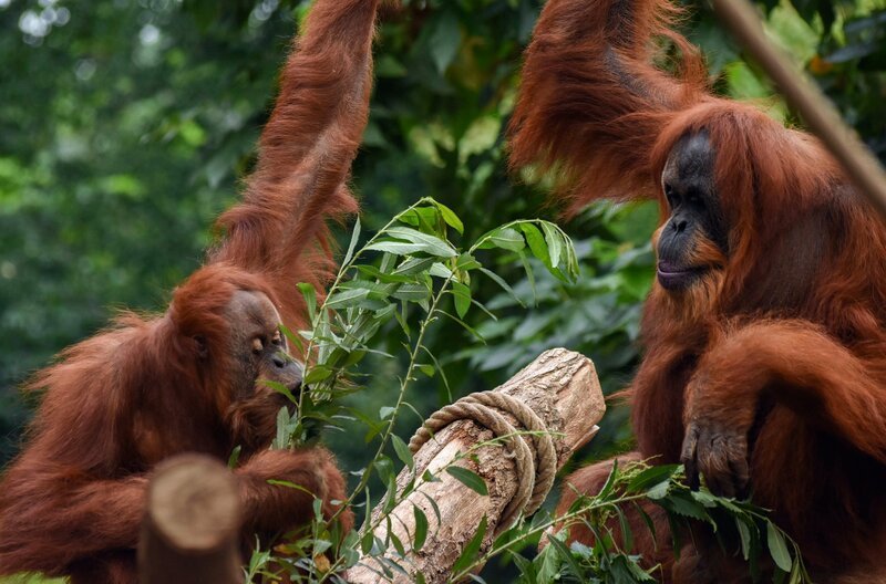 Ganz schön schlau: Die Orang-Utan Weibchen lieben knifflige Aufgaben. – Bild: NDR/​Doclights GmbH