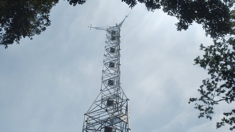 Der Baum der Authentizität – Bild: Twenty Nine Studio & Production