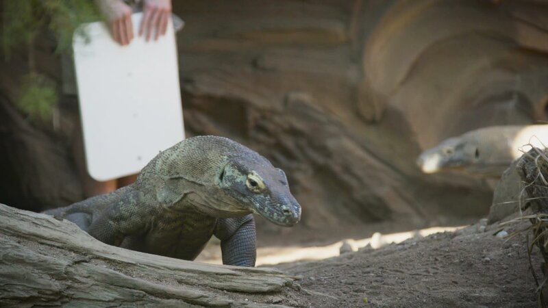 Komodo dragon. – Bild: Warner Bros. Discovery
