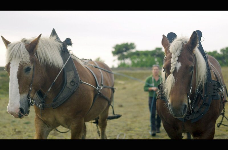 Mit Hilfe von Zugpferden werden auf der Halbinsel Quiberon Kreuzsträucher, die sich stark vermehrt haben, aus dem Boden gerissen. – Bild: ARTE F /​ Haut et Court Doc
