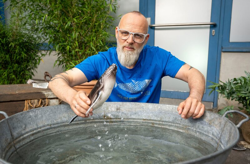 Eine gute Nachricht: Walfangverbote und andere globale Schutzmaßnahmen haben dazu geführt, dass es wieder mehr Buckelwale gibt. Um Weibchen von sich zu überzeugen, singen Walbullen aber deutlich seltener als noch Ende des letzten Jahrhunderts. Dass sie stattdessen häufiger gegen ihre Konkurrenten kämpfen, zeigt Thomas D bei „Wissen vor acht – Natur“. – Bild: ARD/​Bavaria Entertainment/​Melanie Grande