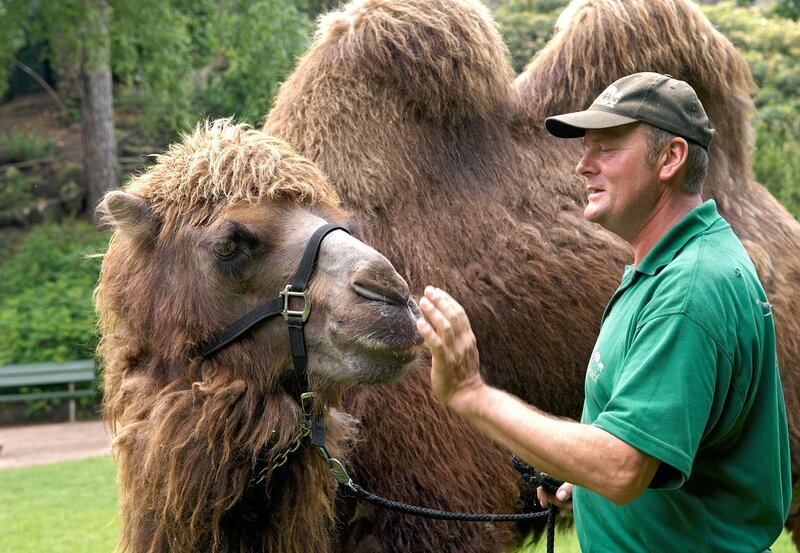 Volker Friedrich mit Kameldame Natasha. – Bild: NDR/​Sandra Hoever