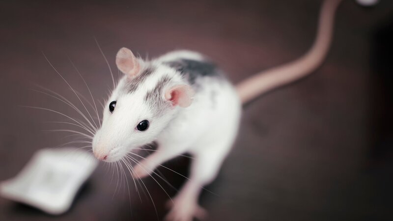 Rats are various medium-sized, long-tailed rodents. – Bild: Jagoda Matejczuk /​ Getty Images/​500px /​ 500px