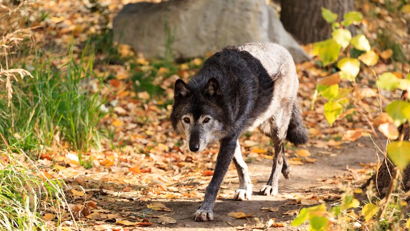A medium size Gray Wolf in Northern British Columbia. – Bild: Not Released (NR)/​Photoservice