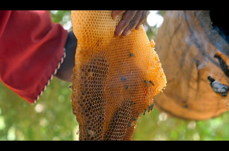 Der Honig der Ostafrikanischen Bergbiene wird geerntet – er gehört für den Stamm der Yaaku seit Generationen zu den Grundnahrungsmitteln. – Bild: Grand Angle Productions