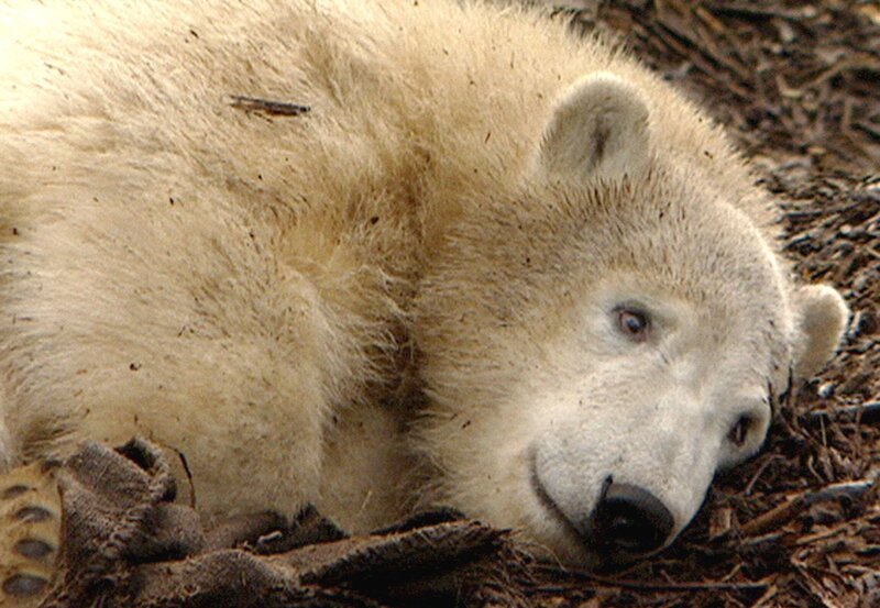 Knut ist ein Jahr alt und wohnt schon in einem richtigen Teenagerzimmer. Der Film von Georg Berger erzählt die Geschichte von Knut, beginnend mit seinem halbjährigen Geburtstag bis zum Teenager, mit Rückblicken in seine Kinderstube und auf seine Ausflüge im Zoo. – Bild: rbb/​Karin Werner