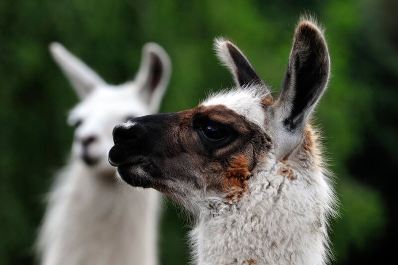 Recht widerspenstig verhalten sich auch die beiden Jungtiere von Lama-Mutter Zilona und Alpaka-Mama Bella. Ihre beiden Töchter Schlappi und Bessi sollen lernen, an der Leine durch den Tierpark Berlin zu spazieren. – Bild: rbb/​Thomas Ernst