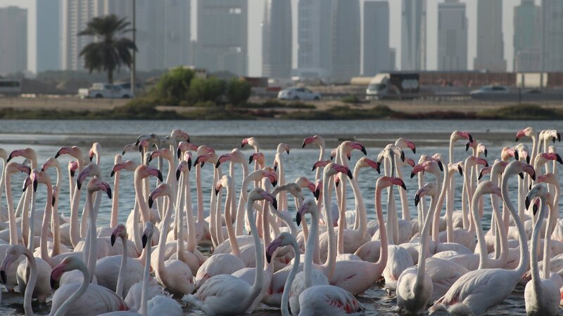 Wildes Dubai – Bild: International Networks /​ Discovery Communications