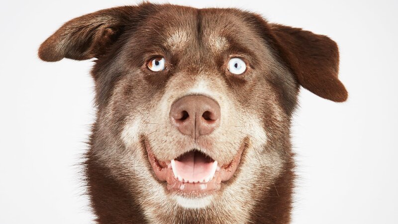 Hund. – Bild: TLC (DEUT)