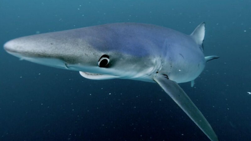 Bild: RTL /​ One Tribe TV