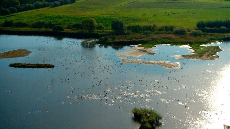 Die Bislicher Insel bei Xanten fliegen im Herbst viele Zugvögel als Zwischenstation an. – Bild: WDR/​2pilots Filmproduktion