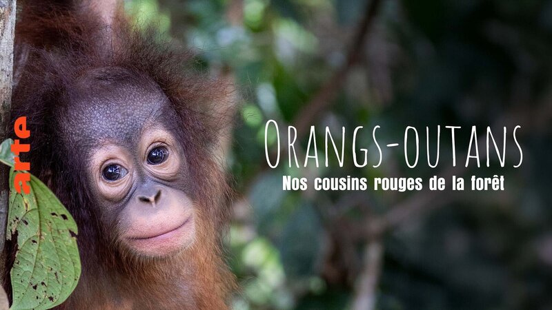 Orang-Utans - Borneos Waldmenschen – Bild: Arte