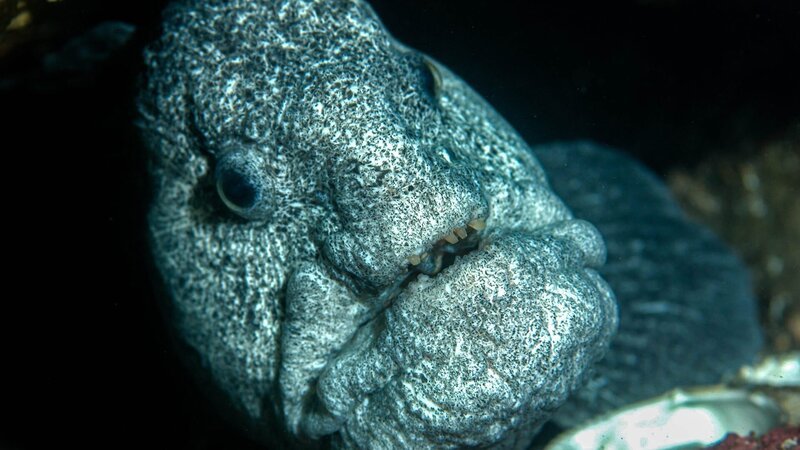 Bild: Blue Ant International /​ Blue Ant International Limited /​ WeltN24 GmbH