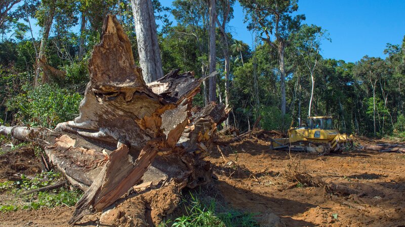 Die Zerstörung des Regenwalds ist eine der größten Bedrohungen für Amazonien. – Bild: ZDF und Axel Gomille