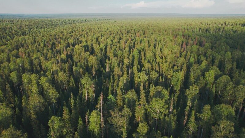 Dichte Nadelwälder und endlose Weite – die Taiga Sibiriens zählt zu den größten zusammenhängenden Waldgebieten der Erde. – Bild: ZDF
