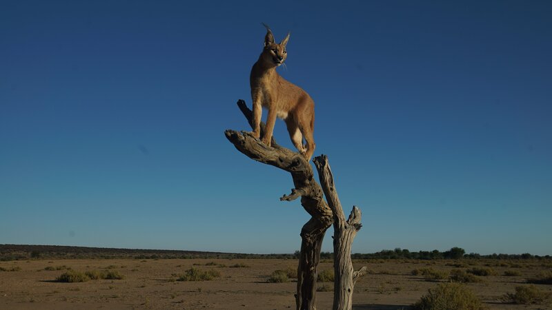 Foto eines Karakals in Namibia, Südafrika. – Bild: Animal Planet /​ Photobank 36394_ep109_020 /​ Discovery Communications, LLC