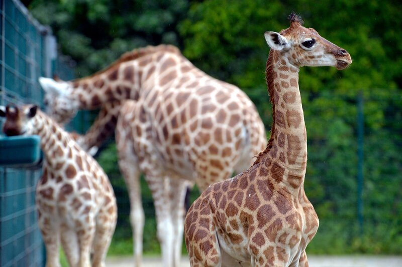 Das junge Giraffe bine im Tierpark Berlin. – Bild: rbb/​Thomas Ernst