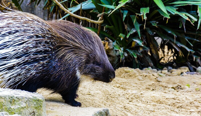 Porcupine – Bild: CC0 Creative Commons