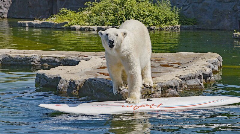 Zoo Gelsenkirchen: ein Eisbär nutzt ein Surfbrett als Spielzeug. – Bild: WDR/​Erik Sick