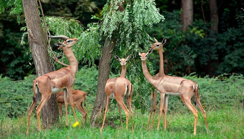 Mhorrgazellen im Tierpark Berlin – Bild: rbb/​Thomas Ernst