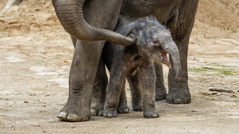 Leev Ma Rie, geboren im Juni 2020, ist das Nesthäkchen der Asiatischen Elefanten im Kölner Zoo. – Bild: WDR/​Erik Sick /​ WDR Kommunikation/​Redaktion Bild