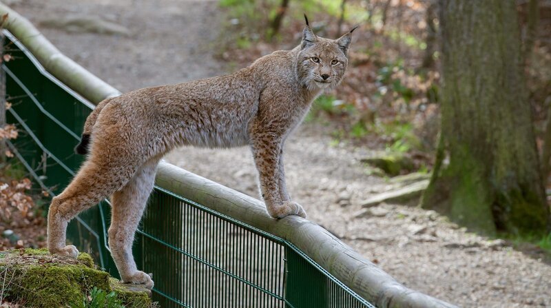 Ein wilder Luchs besucht das Luchsgehege im Wald. Ein Weibchen auf der anderen Seite des Zauns ist paarungsbereit. – Bild: ZDF und NDR/​Doclights GmbH/​Uwe Anders