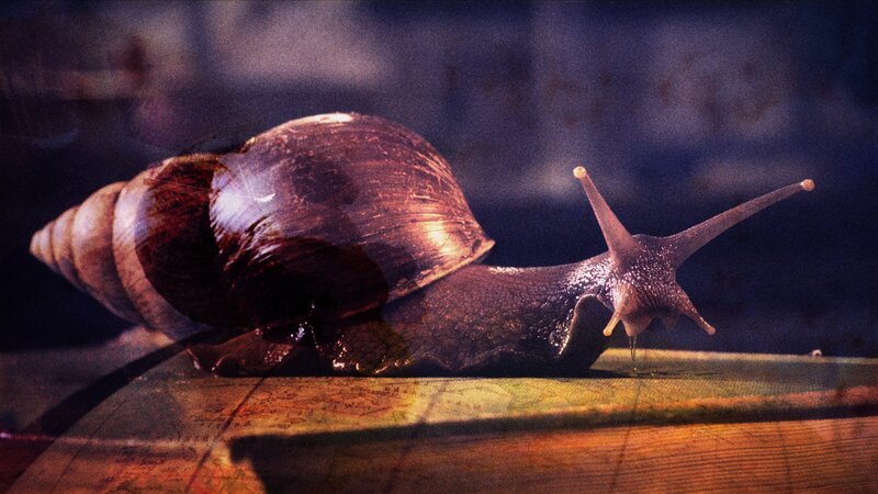 Afrikanische Riesenschnecke. – Bild: ZDF/​Jolyon Sutcliffe