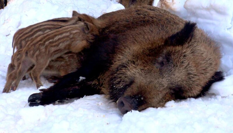 Wildschweine bringen ihren Nachwuchs bereits sehr früh im Jahr zur Welt. Im Februar säugt die Bache die Frischlinge noch im Schnee. – Bild: NDR/​Klaus Weißmann