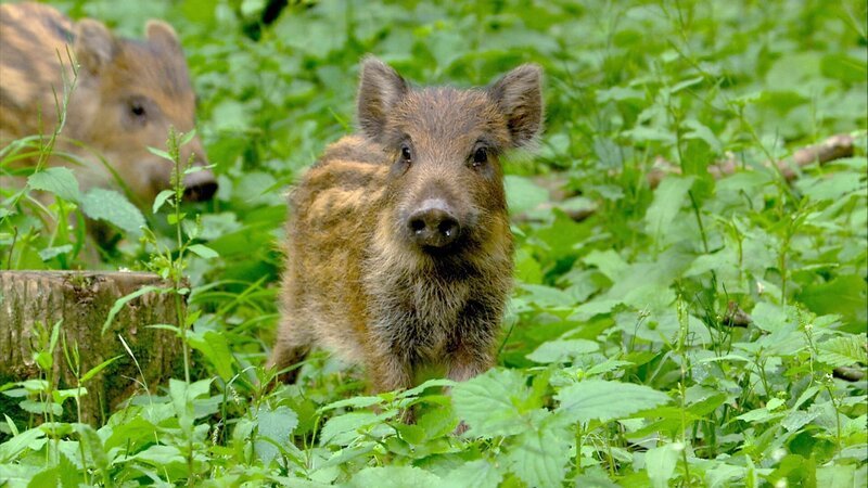 Wildschweinfrischling – Bild: ORF Wildschweinfrischling – Bild: ORF