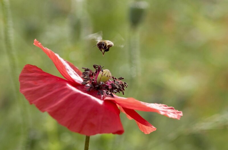 Norberts Bienen haben das Privileg, Nektar und Pollen auf Blumenwiesen zu sammeln, die extra für sie gesät wurden. Benachbarte Gärtner und Landwirte stimmen ihre Kulturen auf die Bedürfnisse der Bienen ab. – Bild: Grand Angle Productions