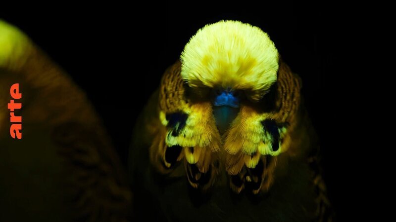 Wellensittiche nutzen Fluoreszenz, um für das andere Geschlecht attraktiver zu erscheinen. Wenn sie sich betrachten, zeigen sie einander ihre fluoreszierende Schädeldecke. – Bild: Arte