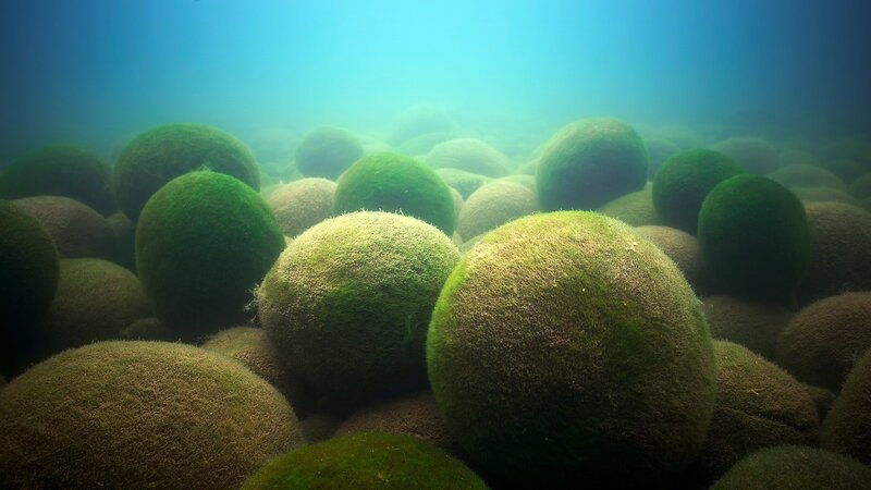 Die Grünalge Aegagropila linnaei bildet verschiedene Wuchsformen aus, unter anderem Kugeln, die in Japan in riesigen Mengen auftreten und „Marimo“ genannt werden. – Bild: ZDF und Joao Paulo Krajewski
