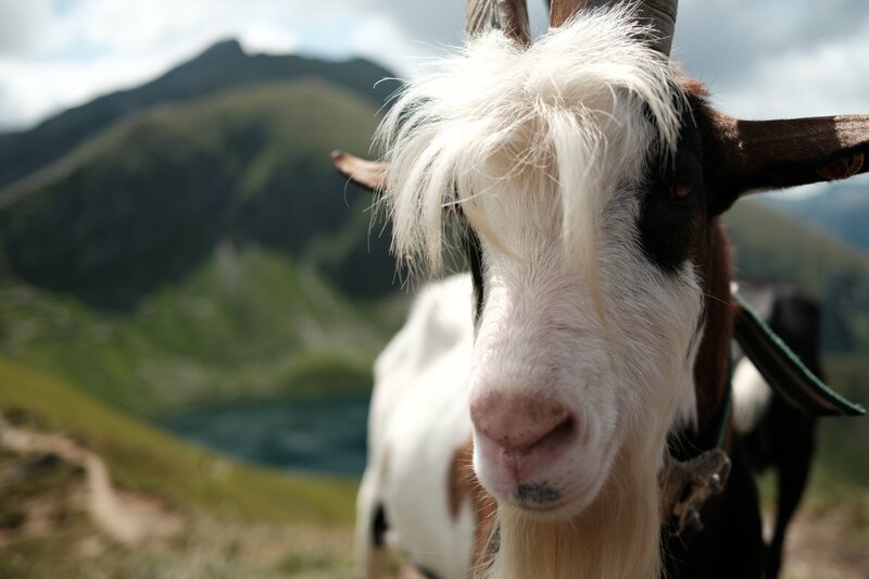 Ziege beim Twengeralmsee. – Bild: ORF/Pammer Film/Alexander Brus Ziege beim Twengeralmsee. – Bild: ORF/Pammer Film/Alexander Brus