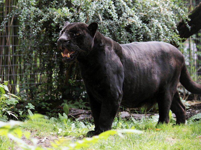 Jaguar-Dame Petra der Raubtier-Methusalem in der Wilhelma. – Bild: SWR/​Jens Klingler