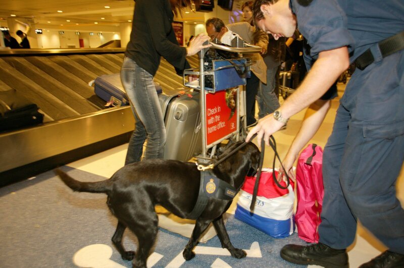 Den Angestellten der Border Security auf dem australischen Kontinent stehen zwar technische Hilfsmittel zur Verfügung, wie zum Beispiel Detektoren und Röntgengeräte, um Gepäck zu durchleuchten und kleinste Partikel von Sprengstoff nachzuweisen, trotzdem ist ein guter Instinkt elementar. Am Flughafen von Melbourne halten sich zahlreiche Einreisenden nämlich nicht an die geltenden Regeln. Verstöße gegen Quarantänebestimmungen, Schmuggel von Bargeld und Drogen oder illegale Einreiseversuche kommen dort recht häufig vor. Um solche Verstöße zu unterbinden, richten die Zöllner ihren geschulten Blick auf alles, was ihnen ungewöhnlich erscheint. – Bild: 4+