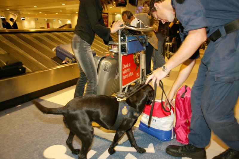 Den Angestellten der Border Security auf dem australischen Kontinent stehen zwar technische Hilfsmittel zur Verfügung, wie zum Beispiel Detektoren und Röntgengeräte, um Gepäck zu durchleuchten und kleinste Partikel von Sprengstoff nachzuweisen, trotzdem ist ein guter Instinkt elementar. Am Flughafen von Melbourne halten sich zahlreiche Einreisenden nämlich nicht an die geltenden Regeln. Verstöße gegen Quarantänebestimmungen, Schmuggel von Bargeld und Drogen oder illegale Einreiseversuche kommen dort recht häufig vor. Um solche Verstöße zu unterbinden, richten die Zöllner ihren geschulten Blick auf alles, was ihnen ungewöhnlich erscheint. – Bild: 4+